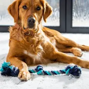 Dog on Carpet | COLORTILE of Salem